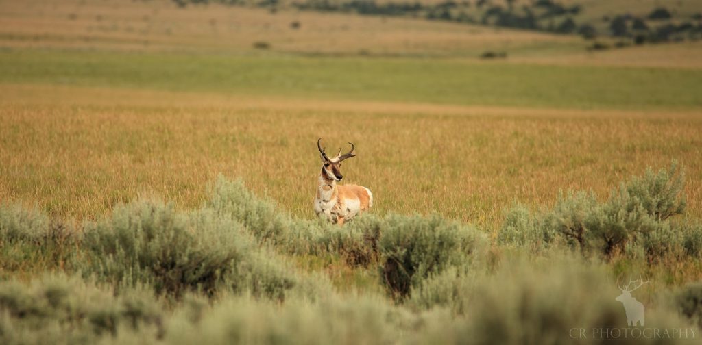 PRONGHORN PERSISTENCE