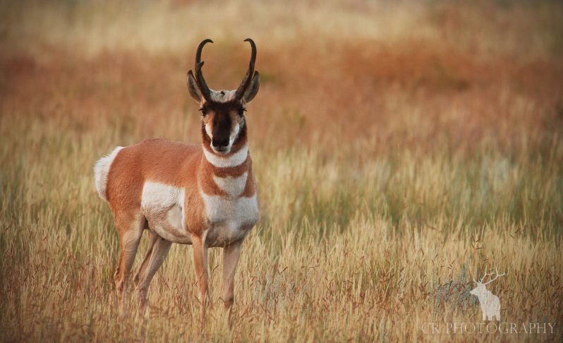 PRONGHORN PERSISTENCE