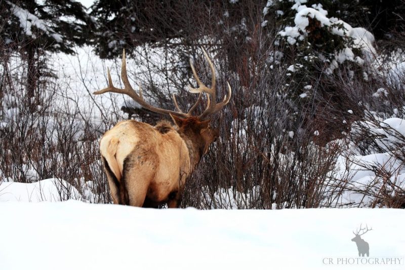 Winter Bull Elk Justin Brewer