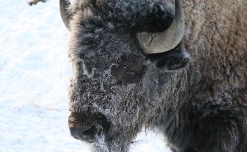 HUNTERS SEE STRONG BISON MIGRATION OUT OF YELLOWSTONE