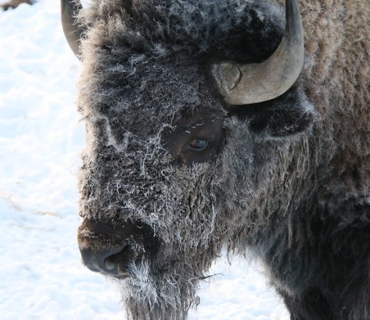 HUNTERS SEE STRONG BISON MIGRATION OUT OF YELLOWSTONE