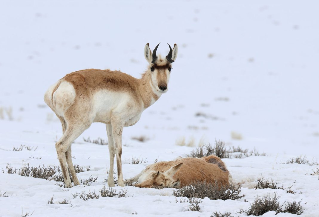 HIGH WINTERKILL REPORTED IN WYOMING