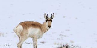 HIGH WINTERKILL REPORTED IN WYOMING