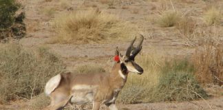 ARIZONA SENDS SONORAN PRONGHORN BACK TO MEXICO