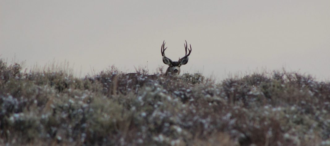 MAN FINED $41,000 FOR ILLEGALLY HUNTING IN COLORADO