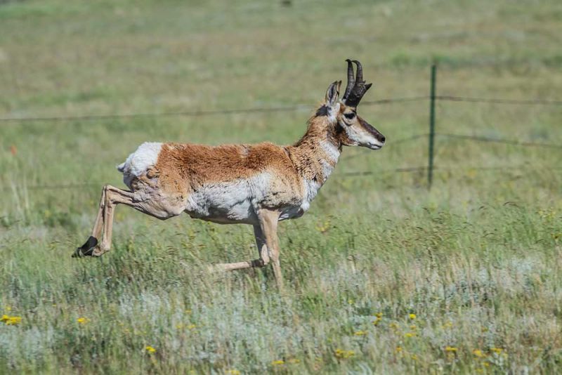 Antelope, speed, plains, fast
