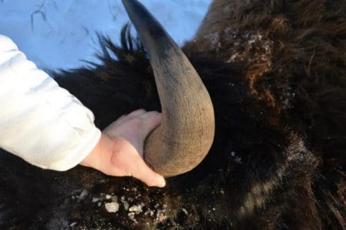 buffalo horn in the snow