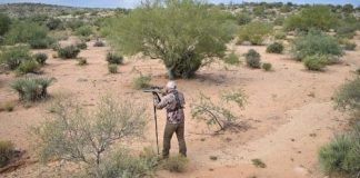 Coyote Hunting in the Desert