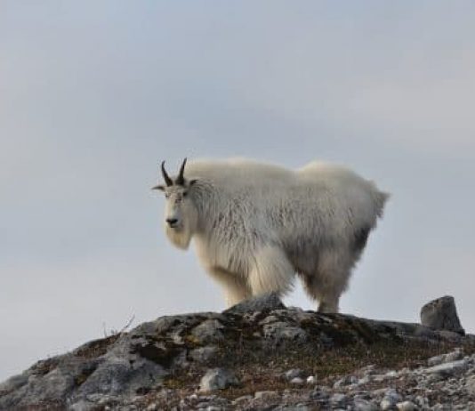 Mountain Goat Billy