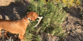Finding Sheds with Dogs