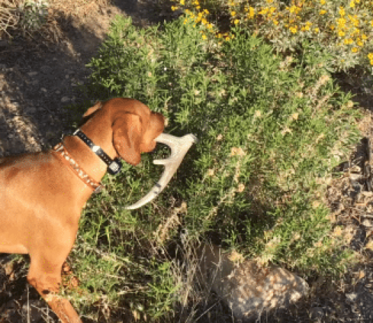 Finding Sheds with Dogs