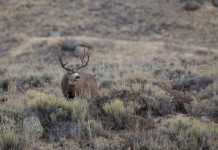 CWD ON THE VERGE OF ACCLERATED GROWTH IN NORTH DAKOTA