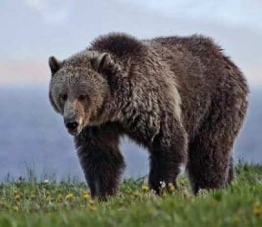 grizzly bear wanders in search of food