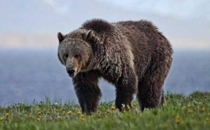 grizzly bear wanders in search of food