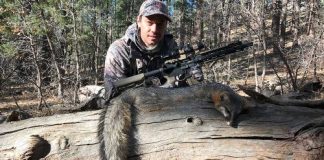 gray fox hunted