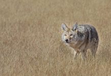 CYANIDE AND COYOTES