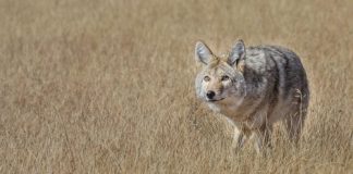 CYANIDE AND COYOTES