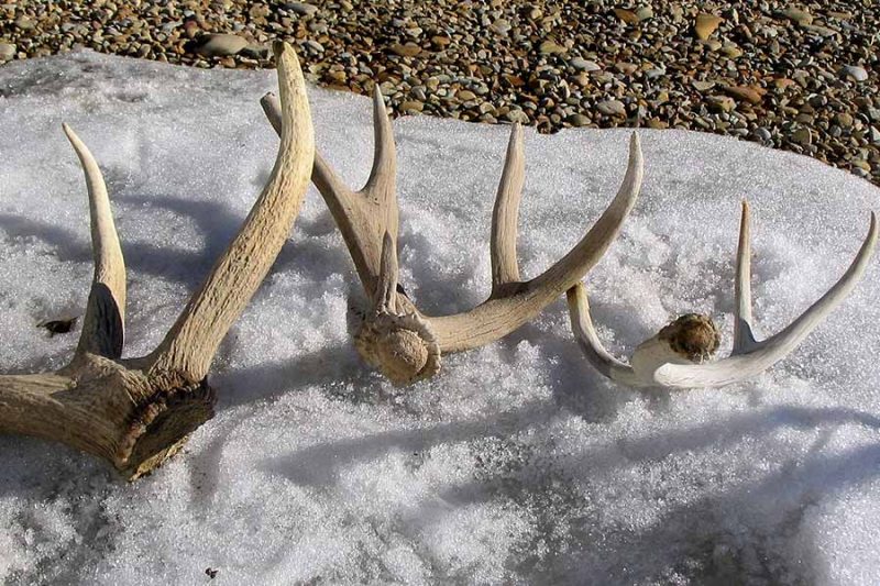 SHED ANTLER ETHICS COURSE REQUIRED