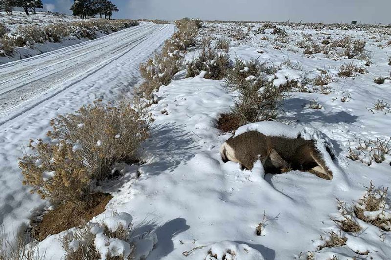 THREE DEER LEFT TO WASTE IN CARBON COUNTY