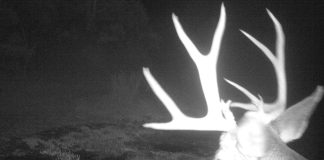 UTAH SUGGESTS CHANGES TO TRAIL CAMERA RULE
