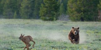 A 20-year old female grizzly, known as Grizzly 399, makes headlines once again. She makes her territory in Grand Teton National Par