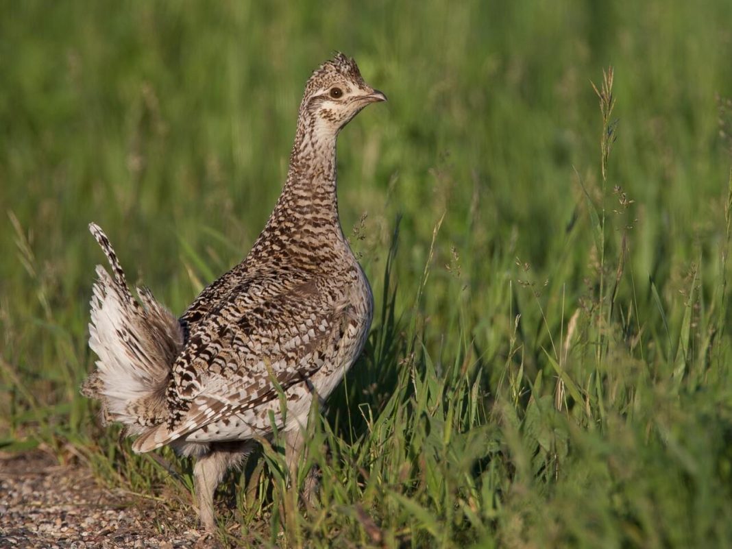 MORE SHARP-TAILED GROUSE ON THE WEST SIDE OF THE CONTINENTAL DIVIDE