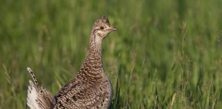 MORE SHARP-TAILED GROUSE ON THE WEST SIDE OF THE CONTINENTAL DIVIDE