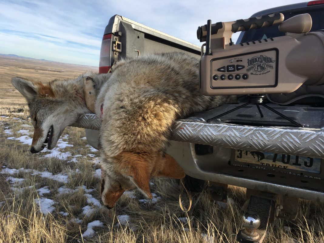 COYOTE HUNTING CONTESTS