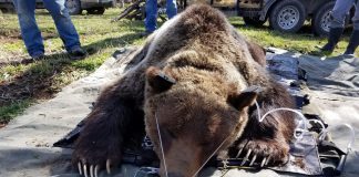 GRIZZLY WREAK HAVOC MONTANA CATTLE RANCHES