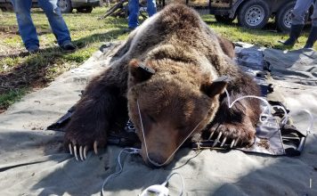 GRIZZLY WREAK HAVOC MONTANA CATTLE RANCHES