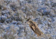 NEW GRANT FOR WYOMING WILDLIFE CROSSING PROJECT