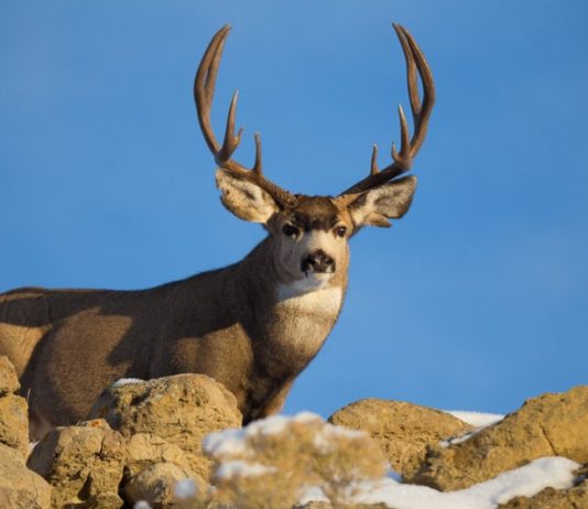 DWR RELEASES BIG GAME RECOMMENDATIONS