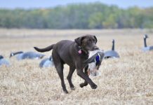 DUCK HUNTING UNDER ATTACK