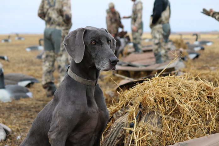 DOGS HELPING HUNTERS