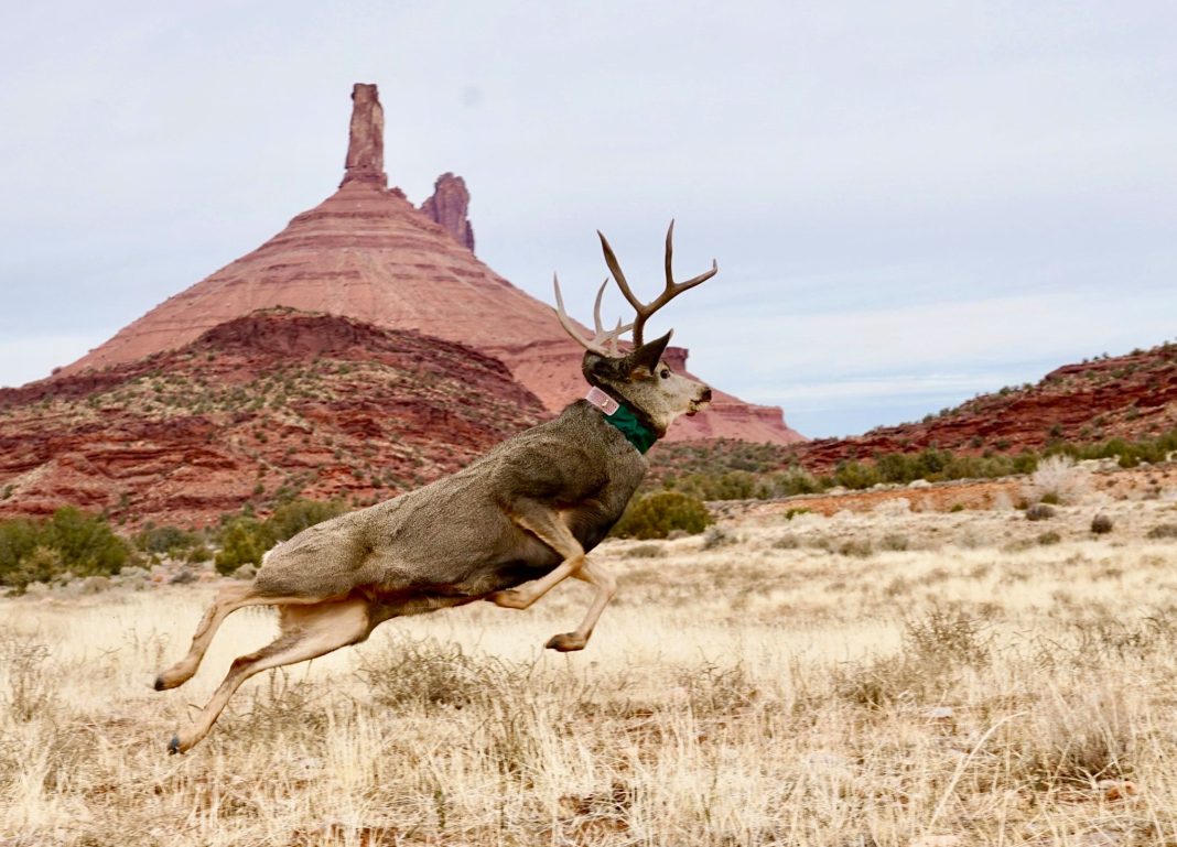 UTAH REDUCES DEER PERMITS FOR THE FIFTH CONSECUTIVE YEAR
