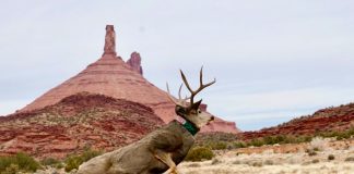UTAH REDUCES DEER PERMITS FOR THE FIFTH CONSECUTIVE YEAR