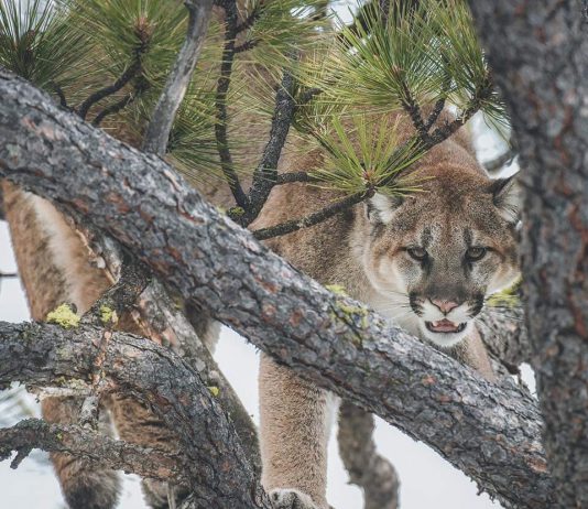 MOUNTAIN LIONS HUNTING DEATH THREATS