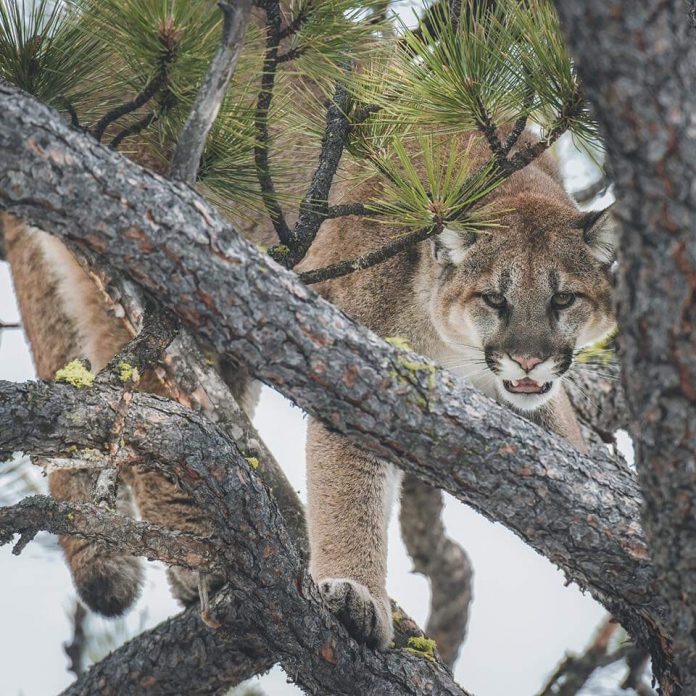 MOUNTAIN LIONS HUNTING DEATH THREATS