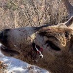 OFFICIALS SEEK PERSON WHO SHOT DEER ILLEGALLY