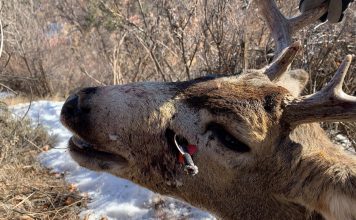 OFFICIALS SEEK PERSON WHO SHOT DEER ILLEGALLY
