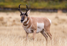 ARIZONA ELK & PRONGHORN DRAW RESULTS AVAILABLE