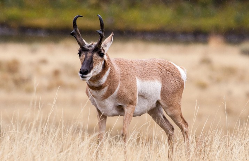 ARIZONA ELK & PRONGHORN DRAW RESULTS AVAILABLE