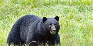 NEW BILL PROPOSES BLACK BEAR HUNTING WITH HOUNDS