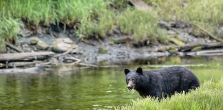 UTAH RECOMMENDS BEAR AND ELK CHANGES