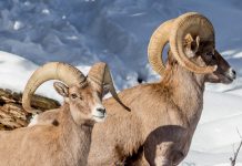 NEVADA DEER AND SHEEP POPULATIONS UNDER DURESS
