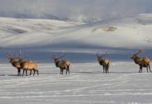 WYOMING ELK TESTS POSITIVE FOR CWD