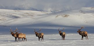 WYOMING ELK TESTS POSITIVE FOR CWD