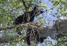 BEAR KILLED BREAKING INTO HOME