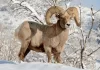 VAIL PROJECT COULD DISPLACE BIGHORN SHEEP HERD