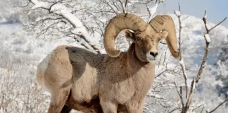 VAIL PROJECT COULD DISPLACE BIGHORN SHEEP HERD